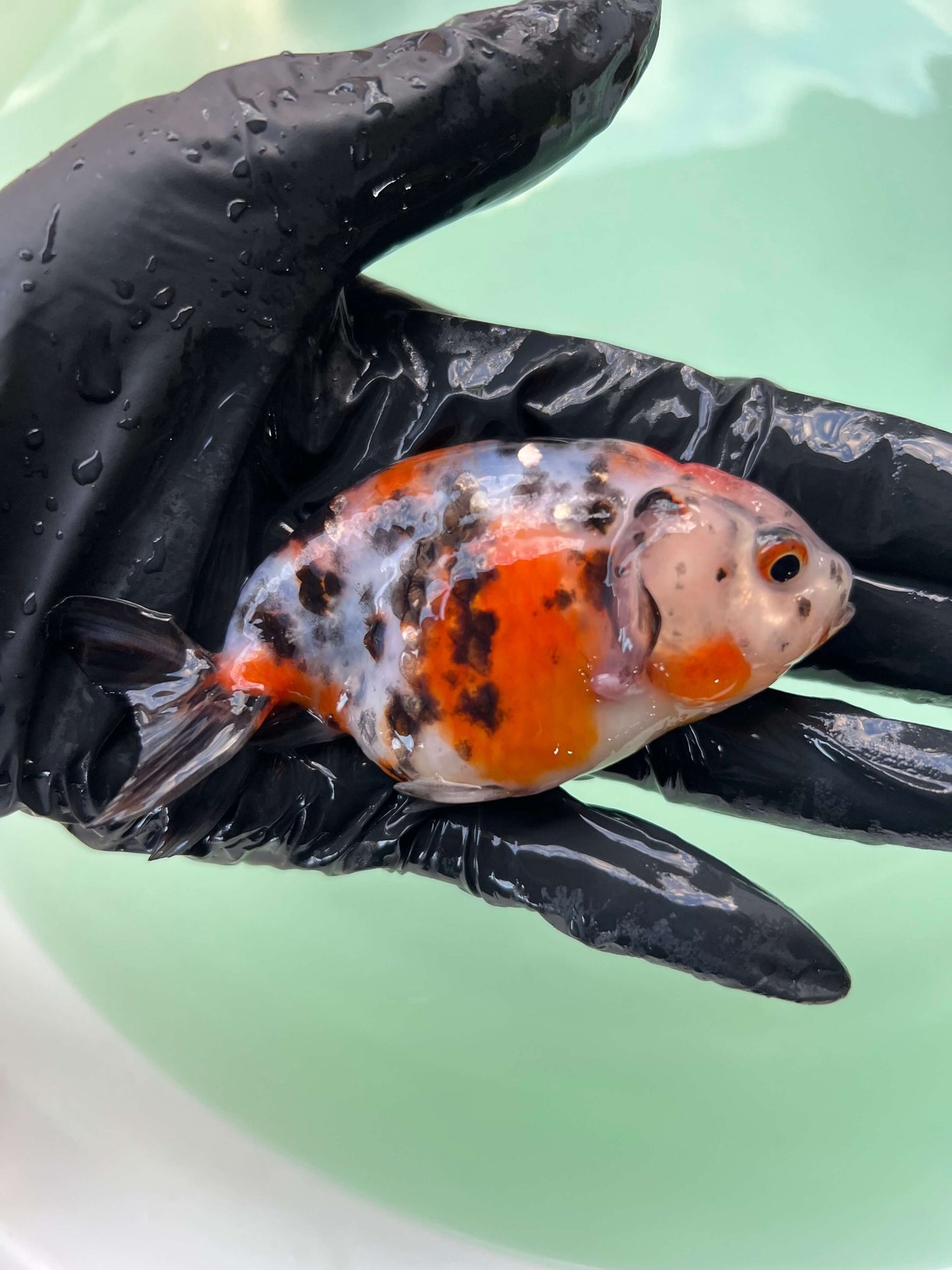 A6 - Milk cow Ranchu