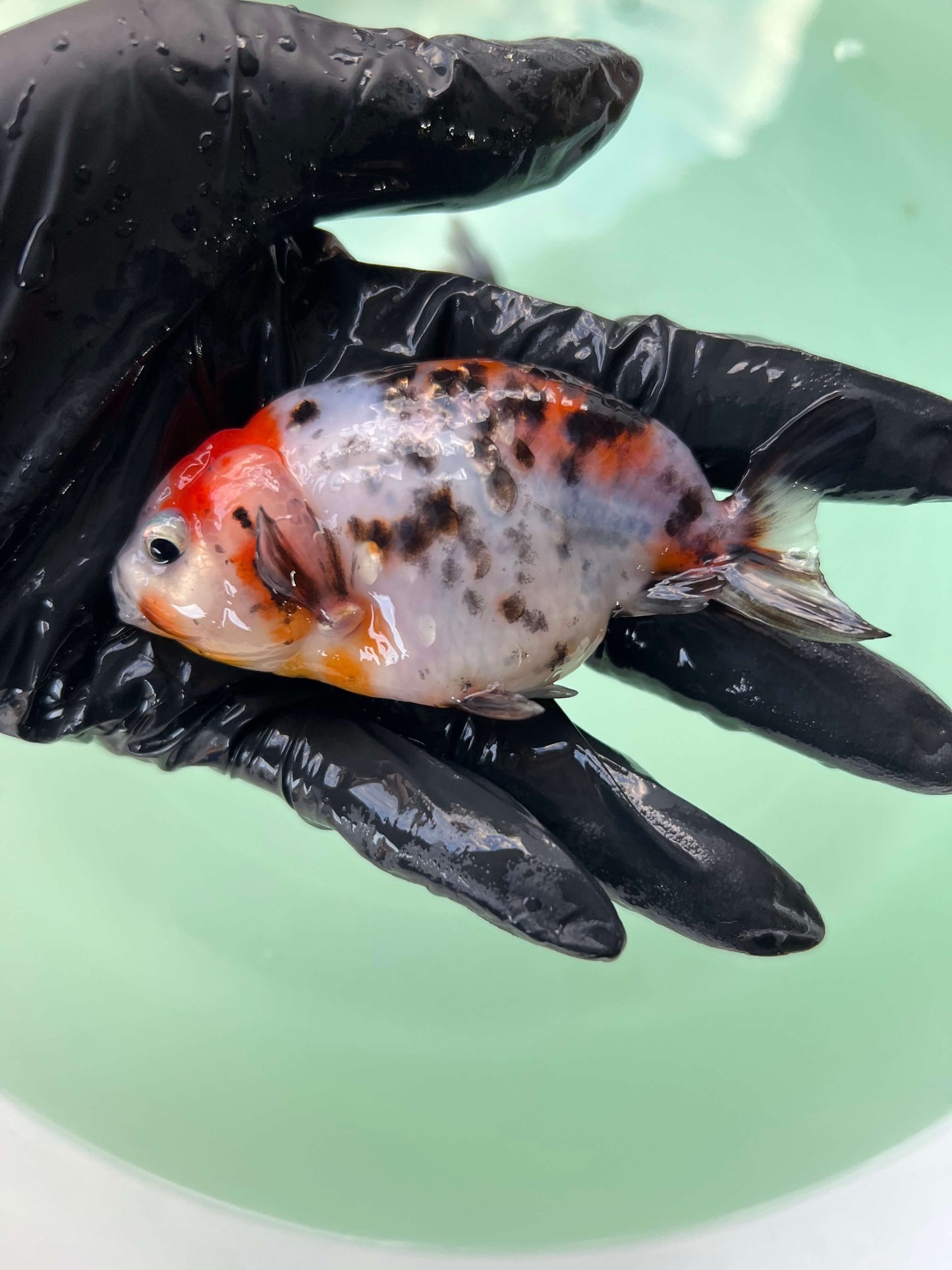 A6 - Milk cow Ranchu