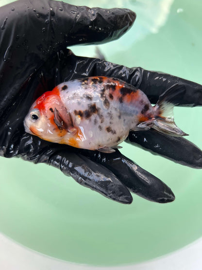 A6 - Milk cow Ranchu
