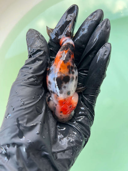A6 - Milk cow Ranchu