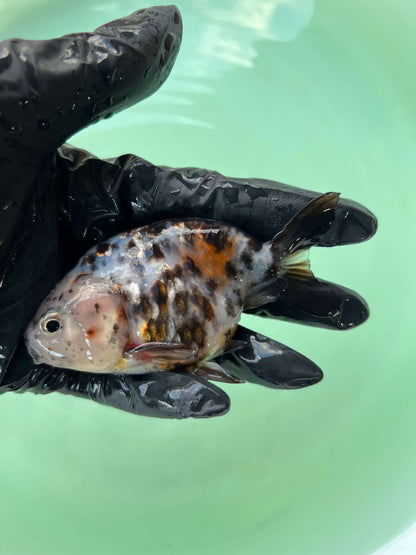 A7 - Milk cow Ranchu