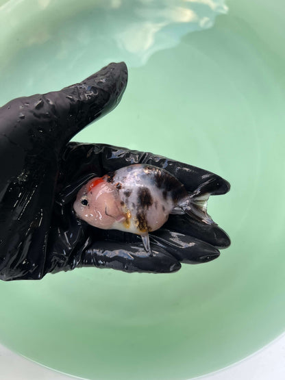 A8 - Milk cow Ranchu