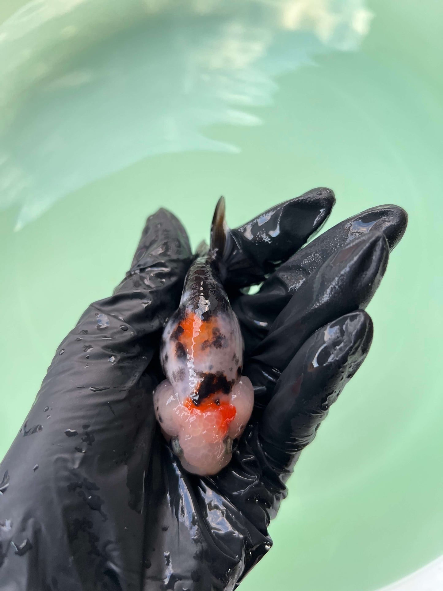 A8 - Milk cow Ranchu
