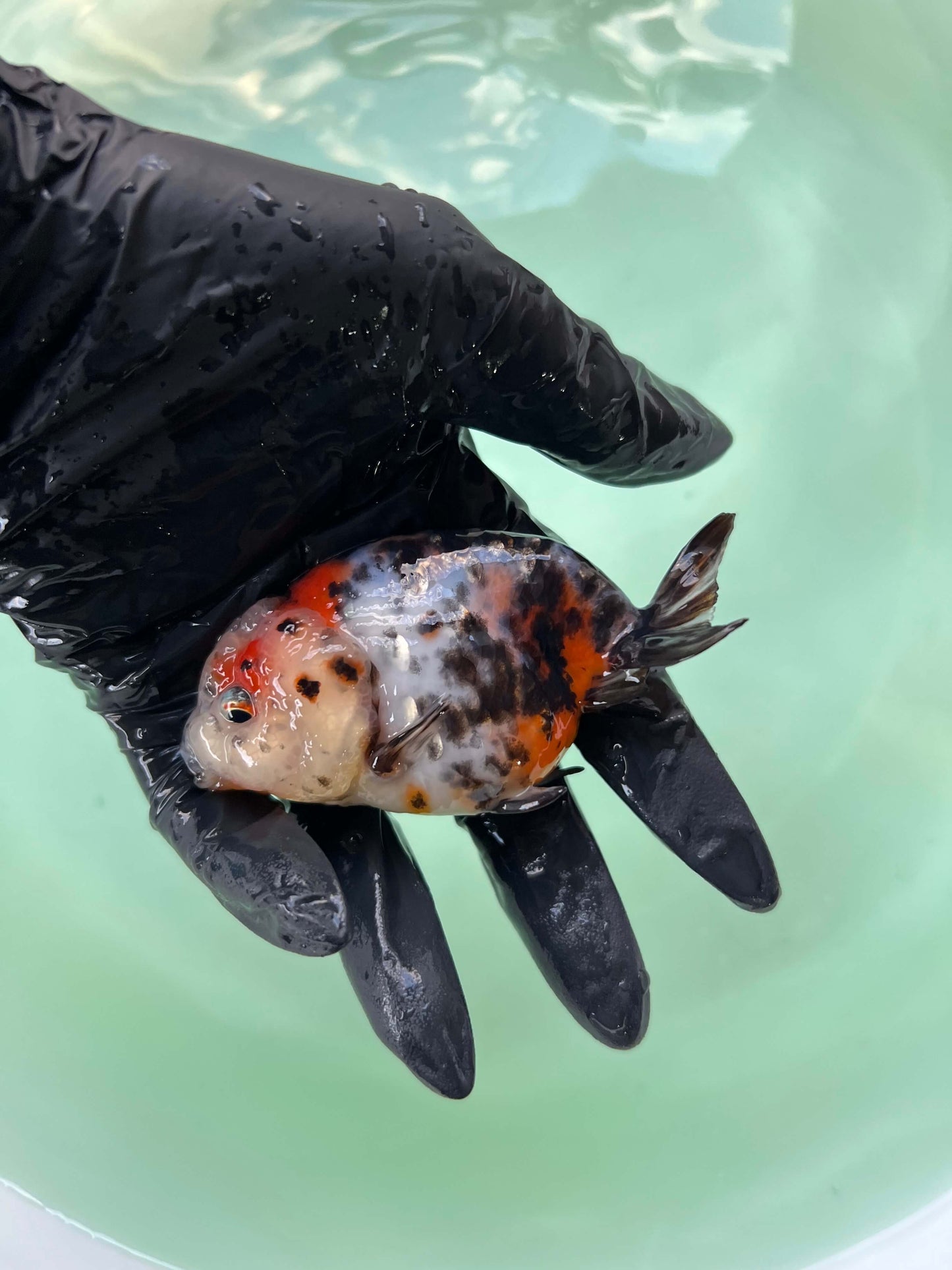 A9 - Milk cow Ranchu