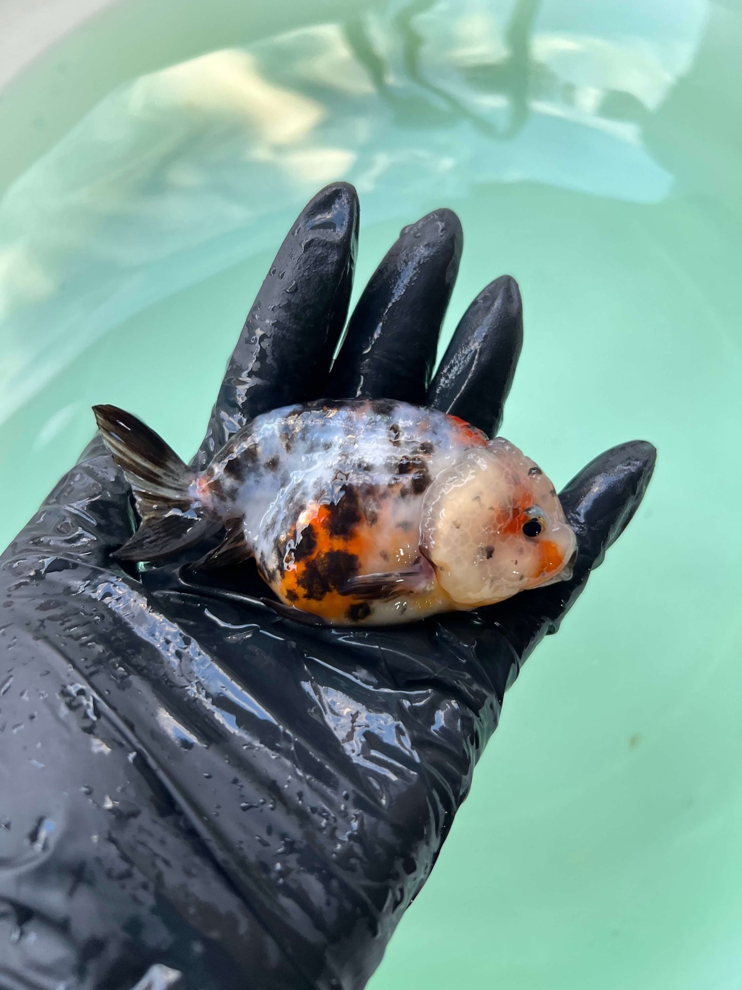 A9 - Milk cow Ranchu