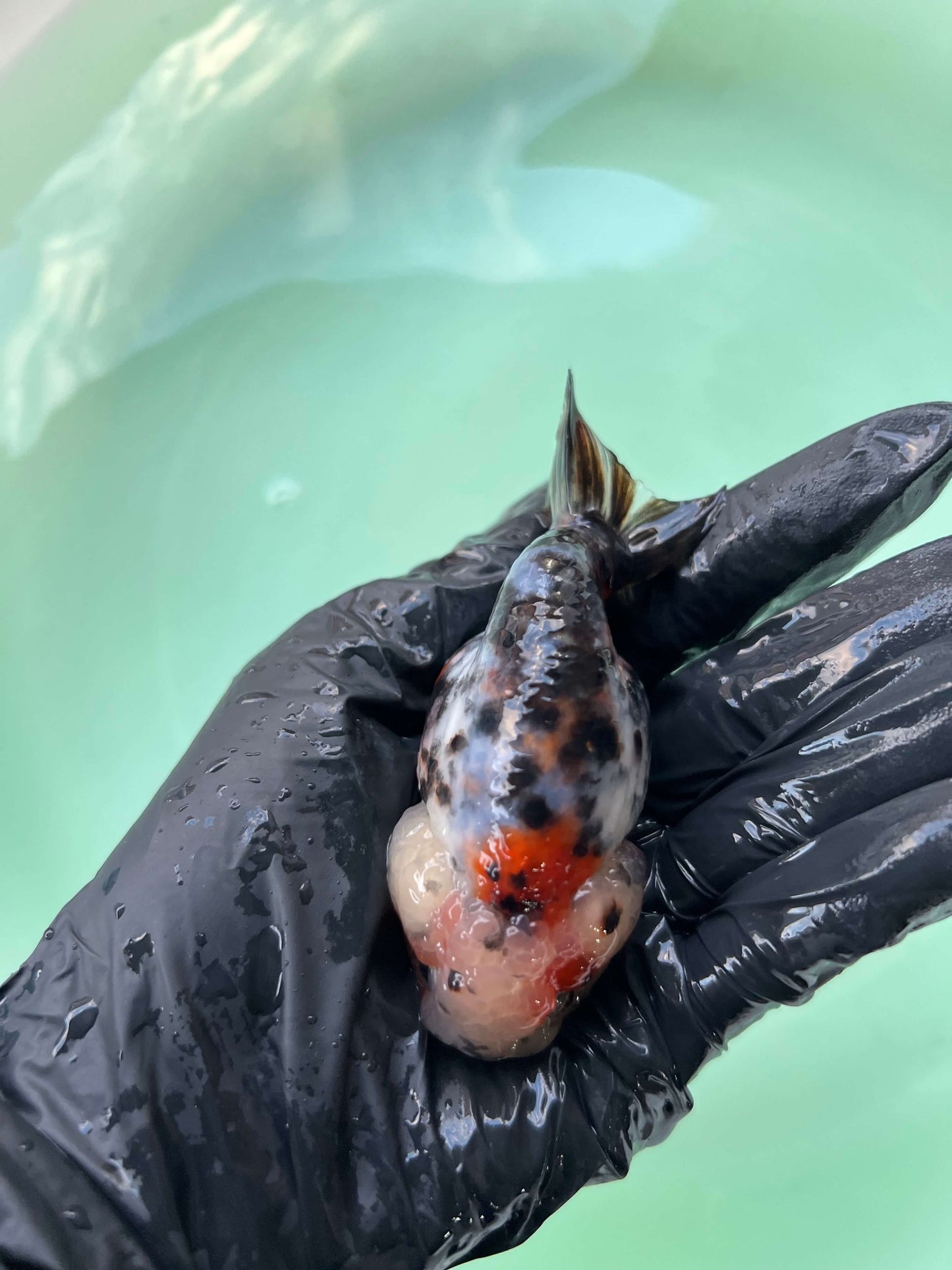 A9 - Milk cow Ranchu