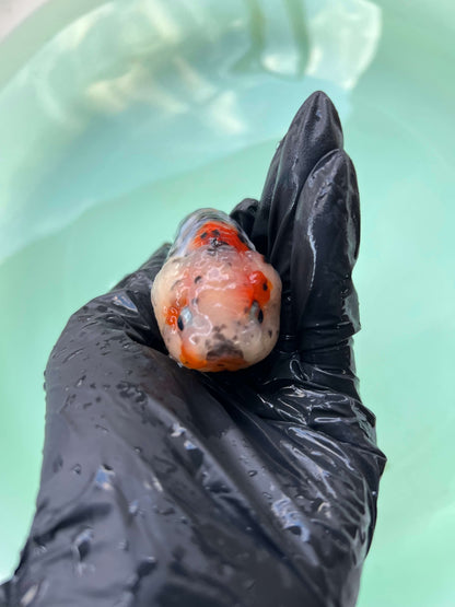 A9 - Milk cow Ranchu