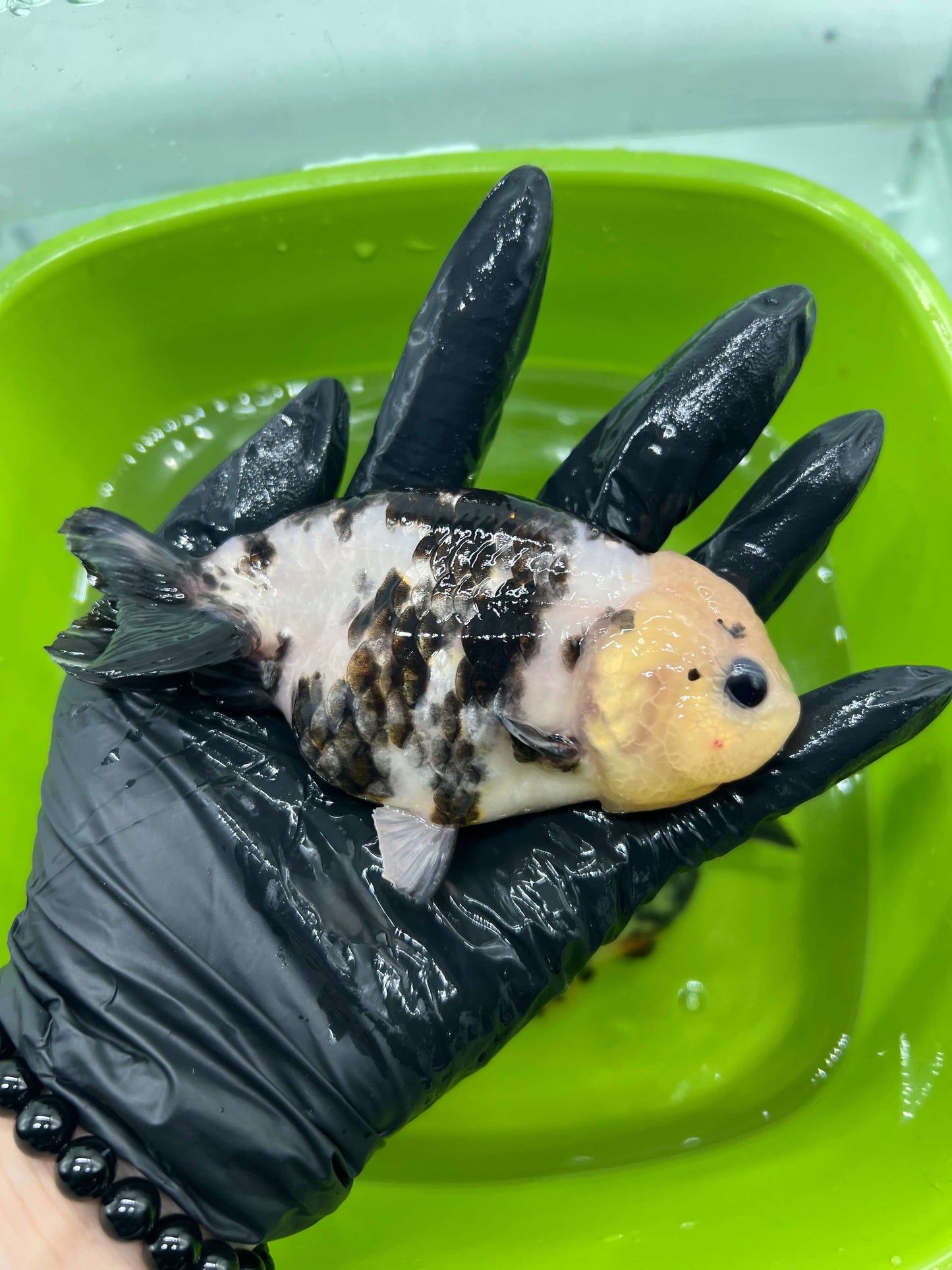 B5 - A grade Milk cow Ranchu