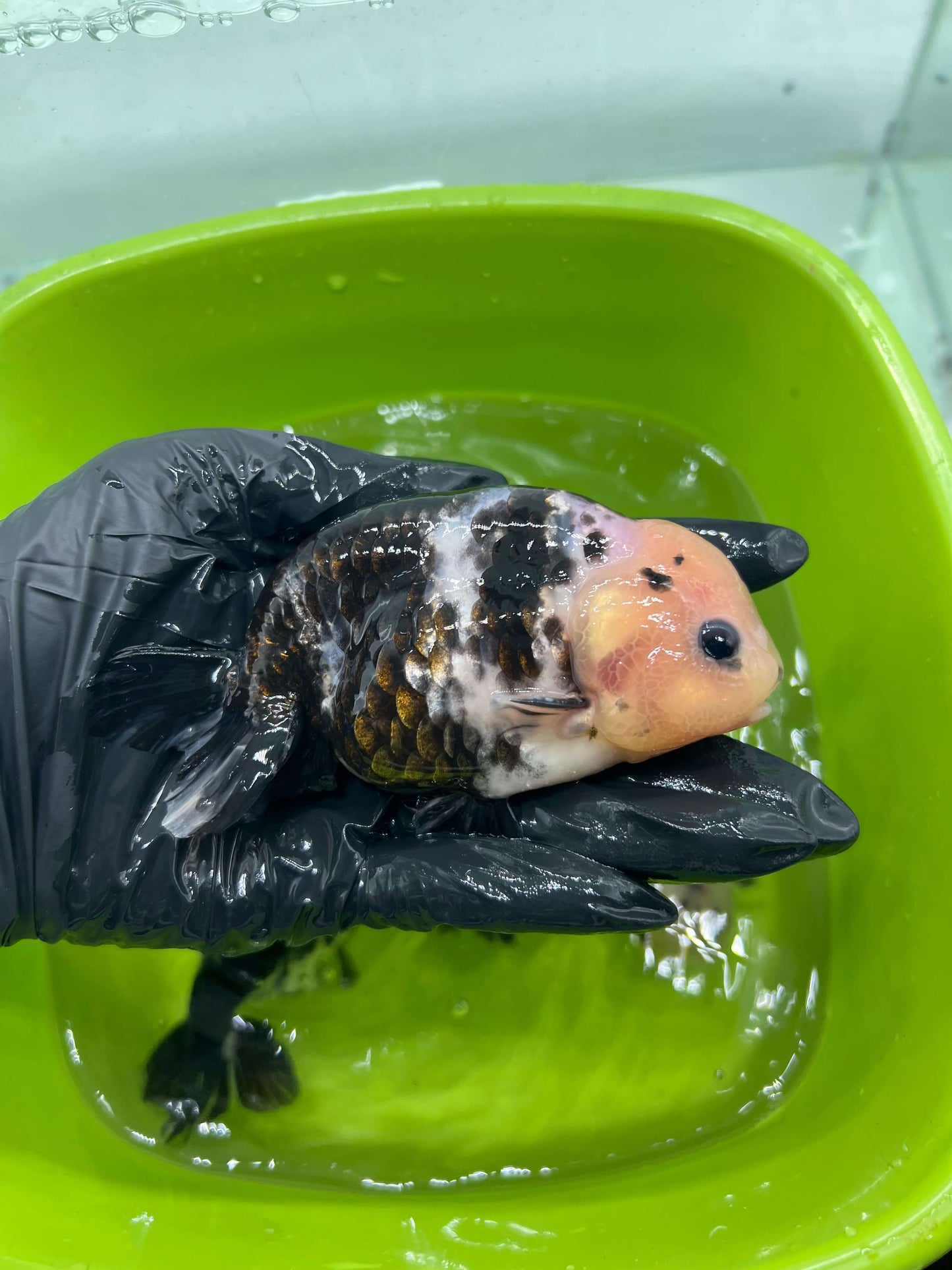 B4 - A grade Milk cow Ranchu
