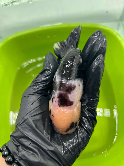 B4 - A grade Milk cow Ranchu
