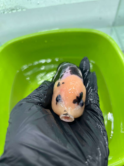 B4 - A grade Milk cow Ranchu