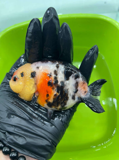 B3 - A grade Milk cow Ranchu