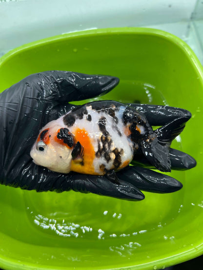 B1 - A grade Milk cow Ranchu
