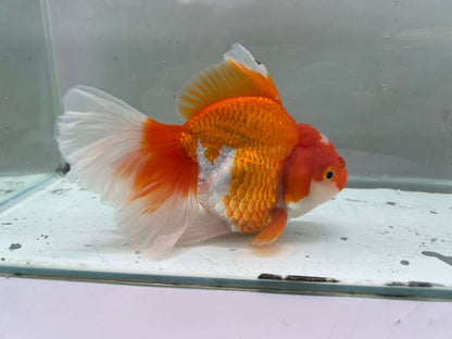A - Jumbo Rosetail Oranda (13–14 cm)