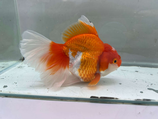 A - Jumbo Rosetail Oranda (13–14 cm)