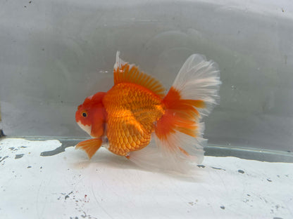 A - Jumbo Rosetail Oranda (13–14 cm)