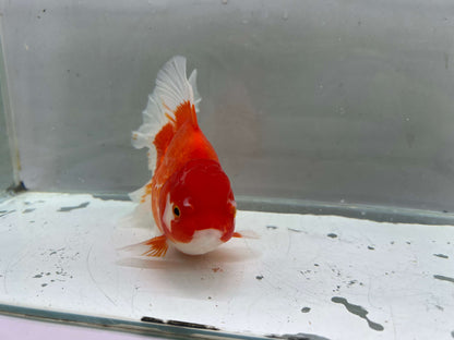 B - Jumbo Rosetail Oranda (13–14 cm)