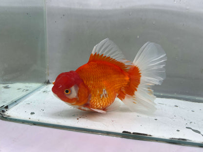 B - Jumbo Rosetail Oranda (13–14 cm)