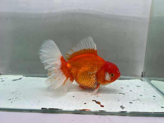 B - Jumbo Rosetail Oranda (13–14 cm)
