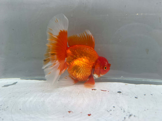C - Jumbo Rosetail Oranda (13–14 cm)