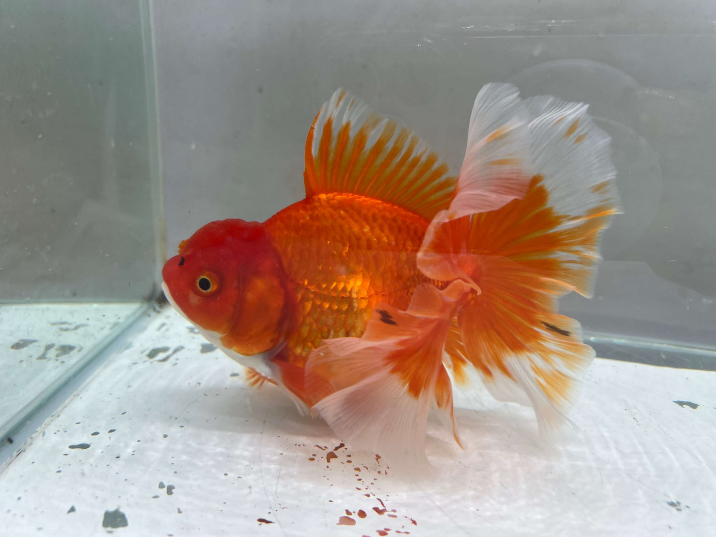 C - Jumbo Rosetail Oranda (13–14 cm)
