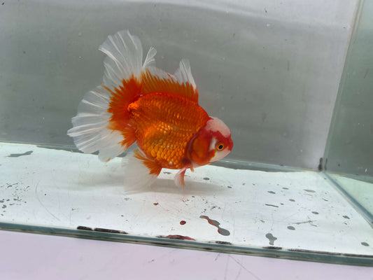 D - Jumbo Rosetail Oranda (13–14 cm)