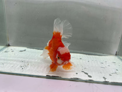 D - Jumbo Rosetail Oranda (13–14 cm)