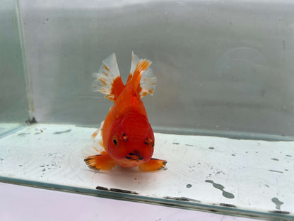E - Jumbo Rosetail Oranda (13–14 cm)