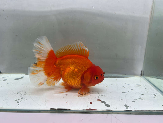 E - Jumbo Rosetail Oranda (13–14 cm)
