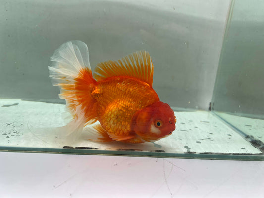 F - Jumbo Rosetail Oranda (13–14 cm)
