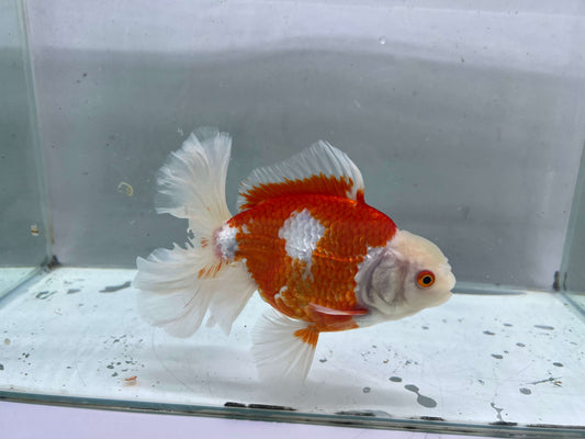 G - Jumbo Rosetail Oranda (13–14 cm)