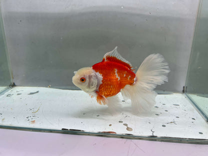 G - Jumbo Rosetail Oranda (13–14 cm)