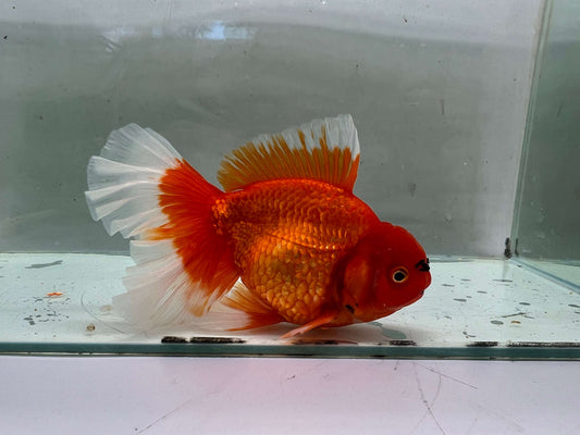 H - Jumbo Rosetail Oranda (13–14 cm)