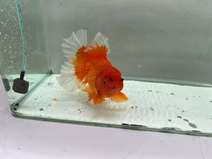 H - Jumbo Rosetail Oranda (13–14 cm)