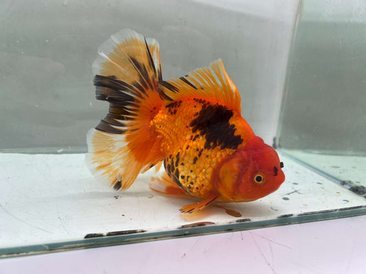 I - Jumbo Rosetail Oranda (13–14 cm)