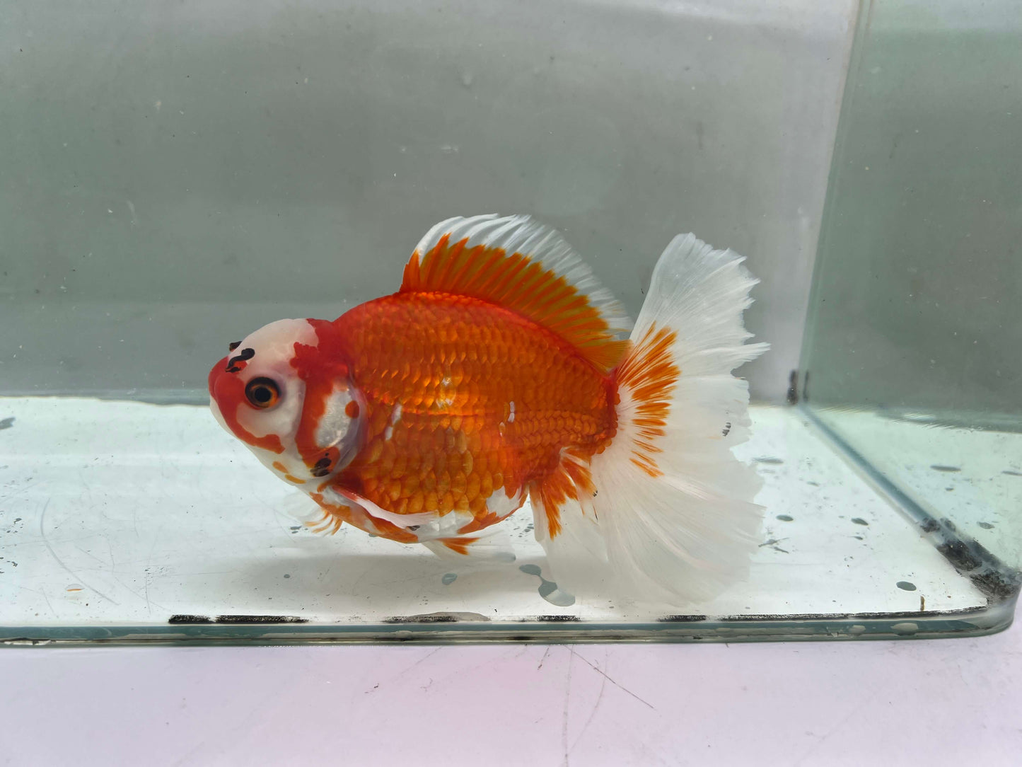 J - Jumbo Rosetail Oranda (13–14 cm)