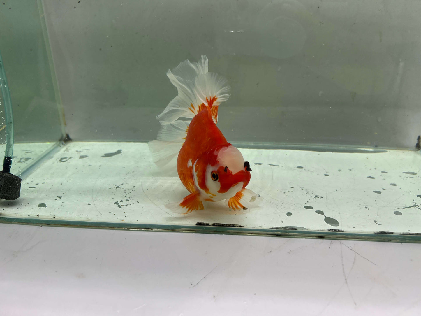 J - Jumbo Rosetail Oranda (13–14 cm)