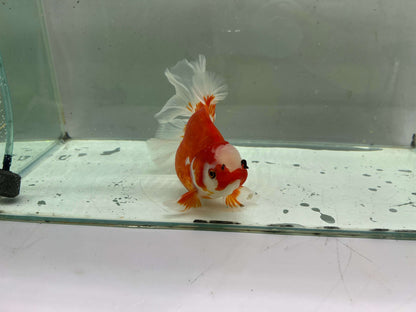 J - Jumbo Rosetail Oranda (13–14 cm)
