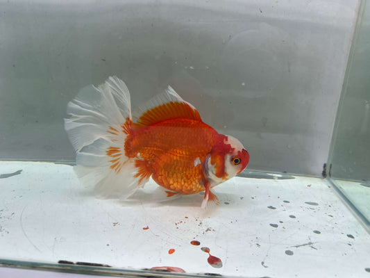 J - Jumbo Rosetail Oranda (13–14 cm)
