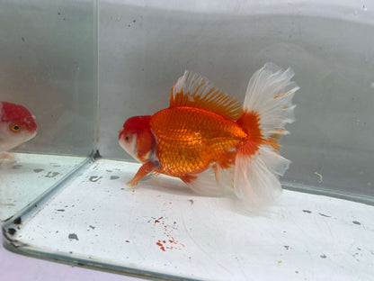 L - Jumbo Rosetail Oranda (13–14 cm)