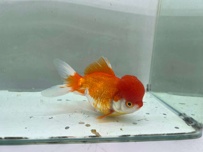 B - Jelly head Oranda 12-13cm