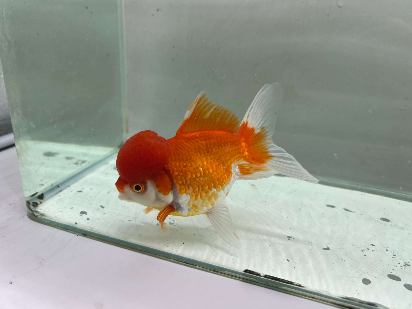B - Jelly head Oranda 12-13cm