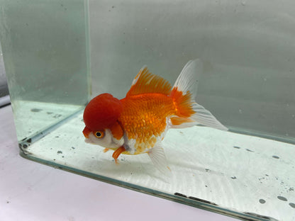 B - Jelly head Oranda 12-13cm