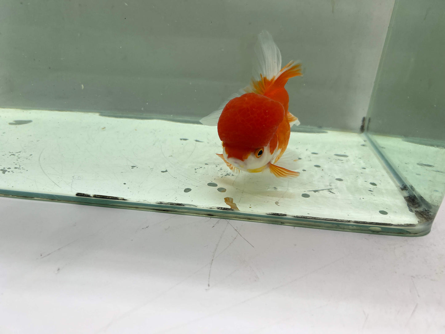 B - Jelly head Oranda 12-13cm