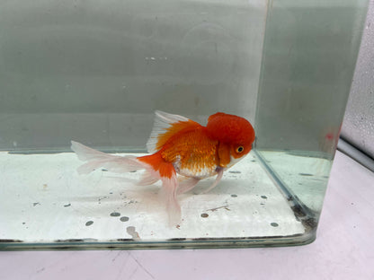 C - Jelly head Oranda 12-13cm