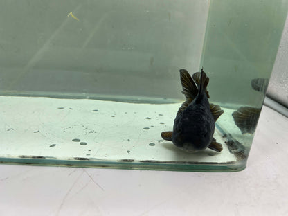 A1 - Premium Black Oranda (10 cm)
