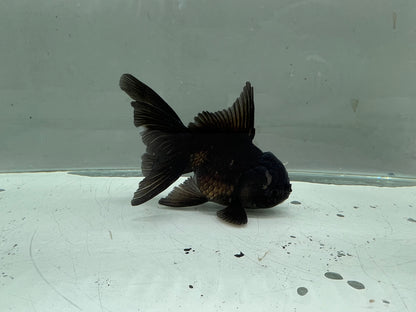 A2 - Premium Black Oranda (10 cm)