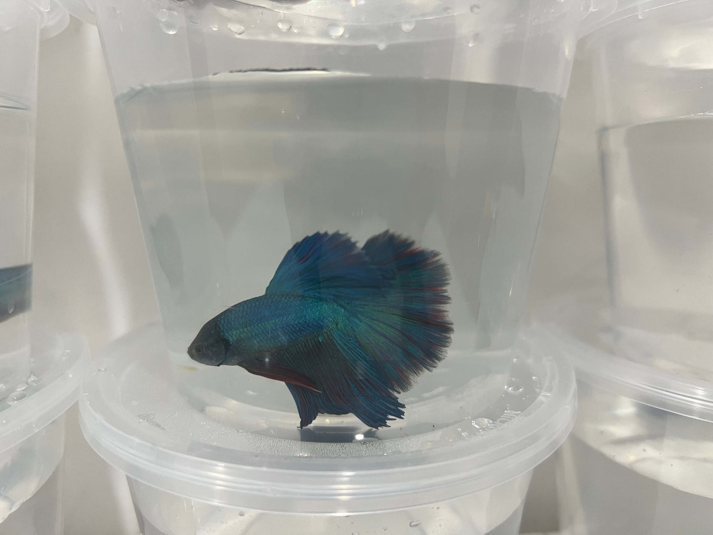 A26 - Assorted Male Bettas - (Market Pick up only)