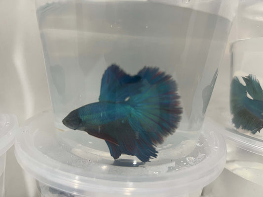 A24 - Assorted Male Bettas - (Market Pick up only)
