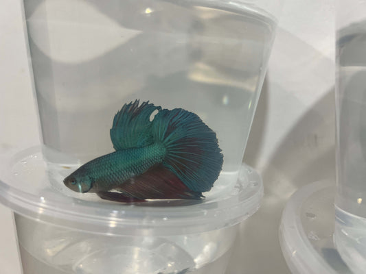 A25 - Assorted Male Bettas - (Market Pick up only)